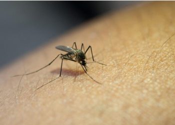 Nyamuk Menjadi Ancaman Baru, Eropa Waspadai Peningkatan Kasus Chikungunya dan Dengue