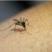 Nyamuk Menjadi Ancaman Baru, Eropa Waspadai Peningkatan Kasus Chikungunya dan Dengue