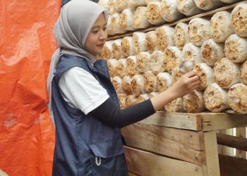 Relawan Dorong Kemandirian Desa Medanglayang Melalui Pertanian