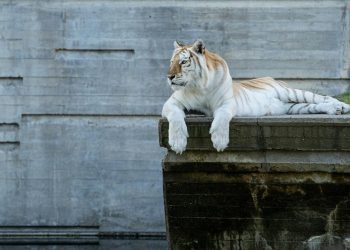 Kebun Binatang Meminta Donasi Hewan Peliharaan untuk Jadi Pakan Predator