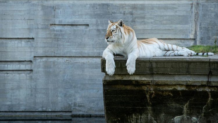 Kebun Binatang Meminta Donasi Hewan Peliharaan untuk Jadi Pakan Predator