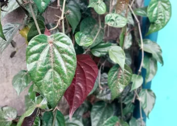 6 Manfaat Daun Sirih Merah untuk Kesehatan dan Kekuatan Herbal Legendaris