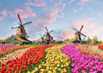 Belanda Terancam Bangkrut Karena Kebijakan Presiden RI