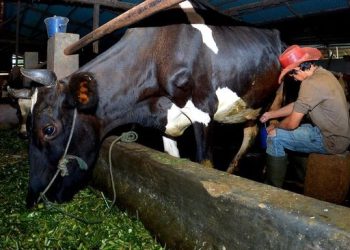 Pengusaha Pakan Ternak Ponorogo Buktikan Manfaat KUR untuk Usahanya