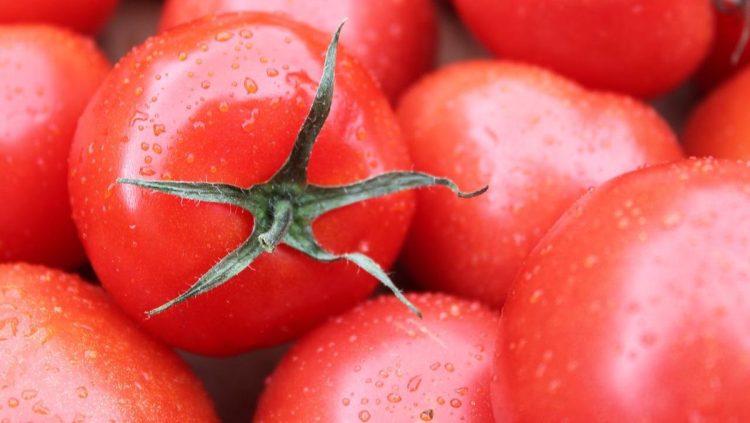 Efek Makan Tomat Setiap Hari dan Fakta Menariknya