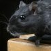 9 Cara Alami Mengusir Tikus Tanpa Racun yang Efektif dan Mudah