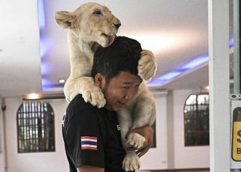 Memelihara Singa di Thailand Menyebabkan Keresahan Masyarakat