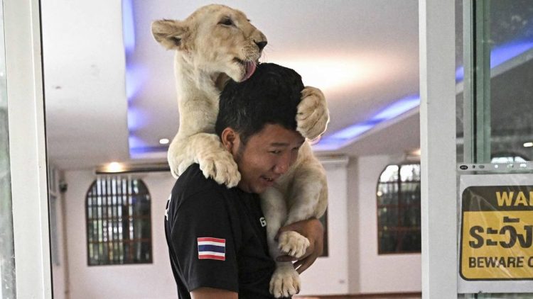 Memelihara Singa di Thailand Menyebabkan Keresahan Masyarakat