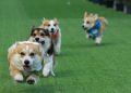 Anjing Corgi Lucu Berlomba Cepat di Arena Internasional