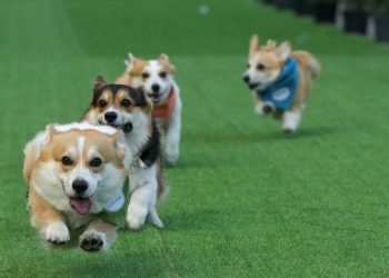 Anjing Corgi Lucu Berlomba Cepat di Arena Internasional