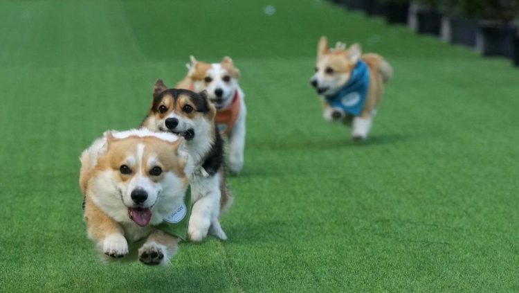Anjing Corgi Lucu Berlomba Cepat di Arena Internasional