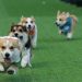 Anjing Corgi Lucu Berlomba Cepat di Arena Internasional