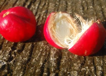 8 Manfaat Mahkota Dewa untuk Kesehatan Tanaman Herbal Murah Penuh Khasiat