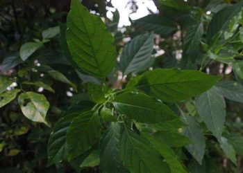 9 Manfaat Sambiloto bagi Kesehatan dan Penjelasan Efek Sampingnya