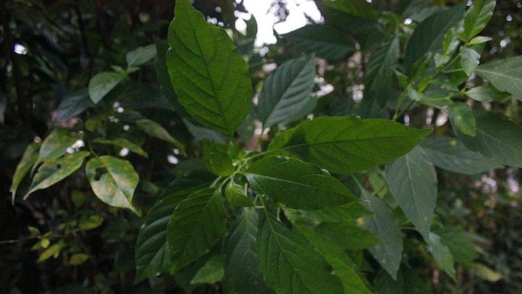 9 Manfaat Sambiloto bagi Kesehatan dan Penjelasan Efek Sampingnya