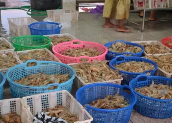 Kasus Radioaktif Membuat Petambak Udang Cemas