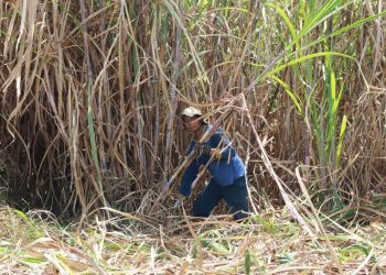 Petani Tebu Minta Perbaikan Lelang Gula Akibat Banjir Gula Rafinasi di Pasar