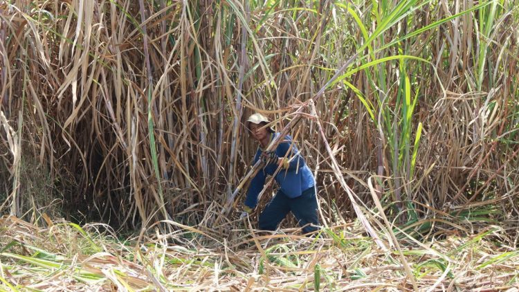 Petani Tebu Minta Perbaikan Lelang Gula Akibat Banjir Gula Rafinasi di Pasar