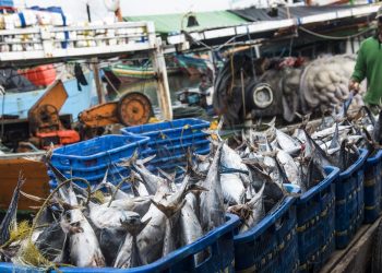 5 Jenis Ikan Aman untuk Penderita Kolesterol dan Asam Urat