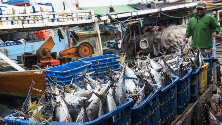 5 Jenis Ikan Aman untuk Penderita Kolesterol dan Asam Urat