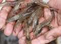 Risiko Sebenarnya Udang Beracun yang Tidak Mengubah Manusia Menjadi Alien