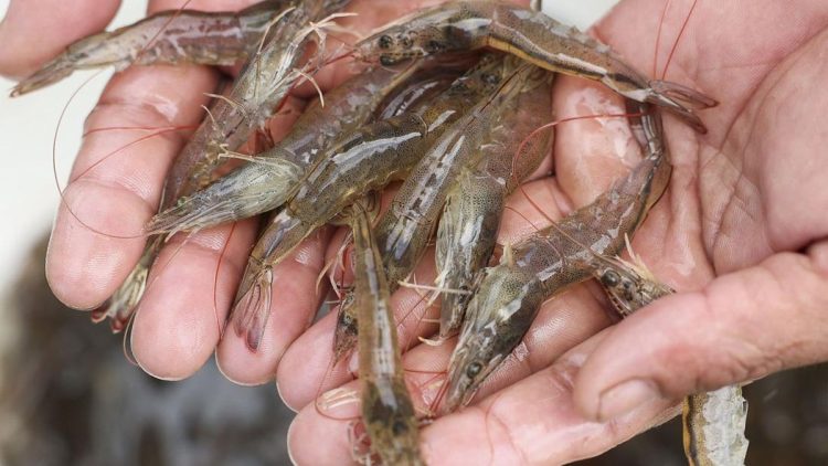 Risiko Sebenarnya Udang Beracun yang Tidak Mengubah Manusia Menjadi Alien