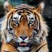 Teror Harimau di Jakarta, 800 Pemburu Dikerahkan