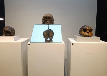 Tiga Berita Terkini: Menunggu Kembalinya The Java Man dan Ribuan Fosil Koleksi Dubois dari Belanda