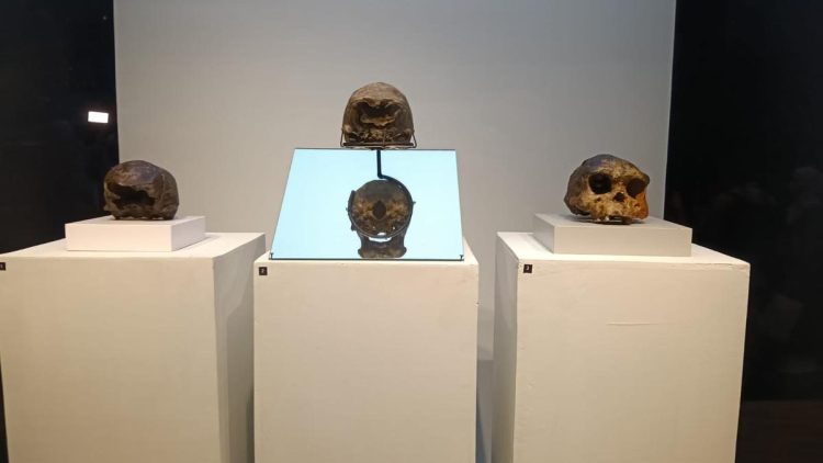 Tiga Berita Terkini: Menunggu Kembalinya The Java Man dan Ribuan Fosil Koleksi Dubois dari Belanda