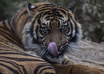 Teror Harimau di Perkebunan Jawa Pertarungan Mematikan Melawan Bocah 12 Tahun