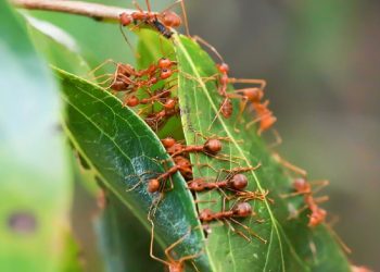 Cerita Turis Mengonsumsi Semut dan Kulit Pohon Saat Hilang 2 Minggu di Hutan