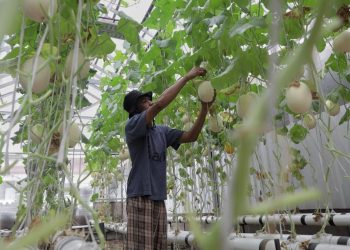 Pemberdayaan Pemulung dengan Kebun Melon Hidroponik