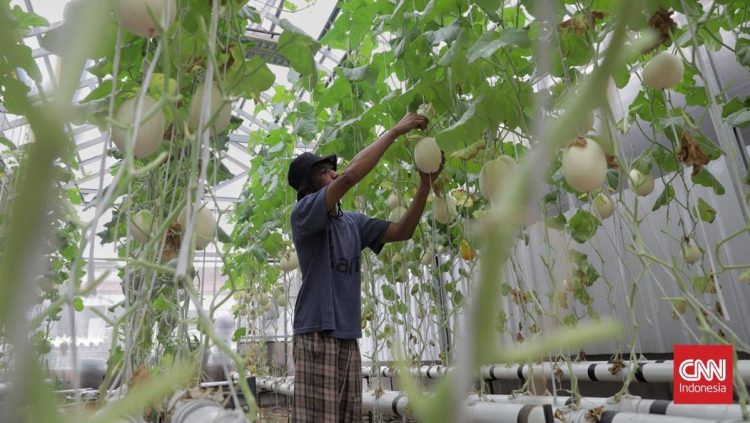 Pemberdayaan Pemulung dengan Kebun Melon Hidroponik
