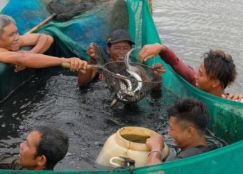 Ikan Sidat Punya Kandungan Omega-3 Lebih Tinggi Dibandingkan Salmon