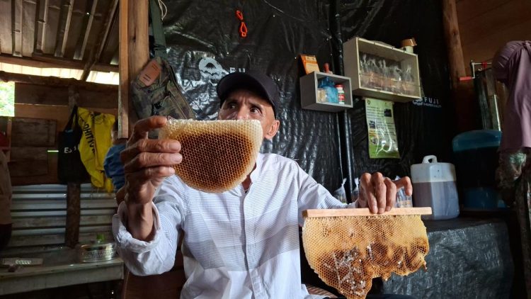 Budidaya Madu dan Peluang Baru