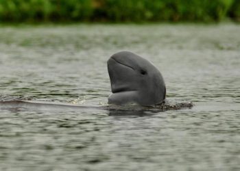 2 Pesut Mahakam Terancam Punah Mati di Anak Sungai Mahakam