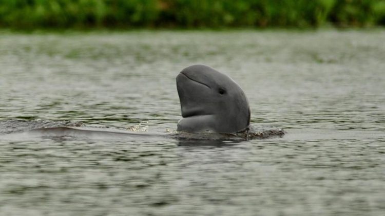 2 Pesut Mahakam Terancam Punah Mati di Anak Sungai Mahakam