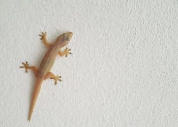 Bahaya Kotoran Cecak yang Sering Diabaikan di Rumah
