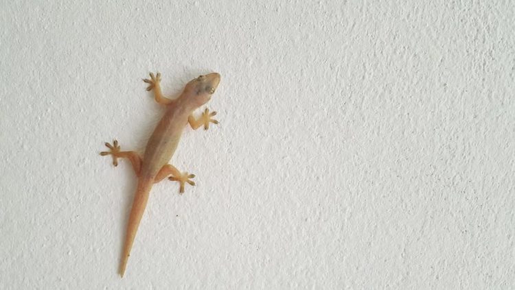 Bahaya Kotoran Cecak yang Sering Diabaikan di Rumah