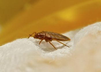 Kapal Layar Digugat karena Penumpang 30 Kali Digigit Kutu Kasur