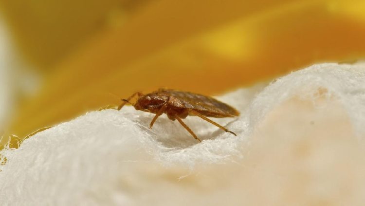 Kapal Layar Digugat karena Penumpang 30 Kali Digigit Kutu Kasur