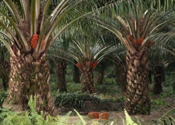 Tanaman yang Dibuang dan Diabaikan Warga RI Ternyata Harta Karun Berharga