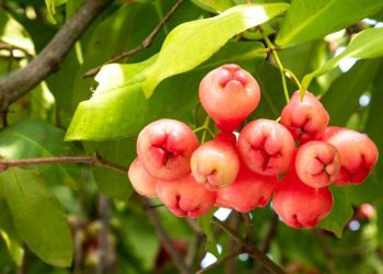 5 Jenis Tanaman Buah Tahan Genangan Air agar Tidak Khawatir saat Hujan