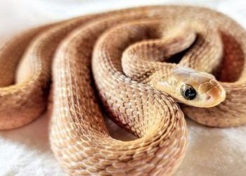 7 Cara Efektif Mencegah Ular Masuk Rumah Saat Musim Hujan