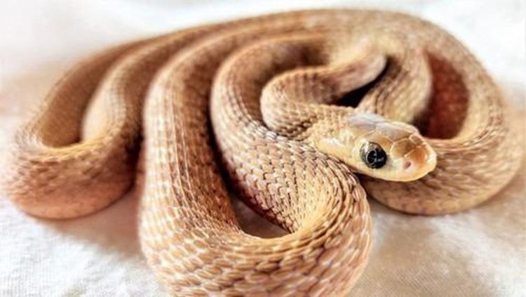 7 Cara Efektif Mencegah Ular Masuk Rumah Saat Musim Hujan