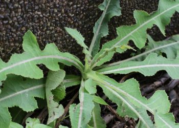 7 Manfaat Daun Tempuyung untuk Kesehatan Ginjal dan Asam Urat