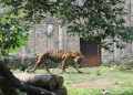Harimau Serang Warga Jakarta, Ratusan Pemburu Terjun Menanggulangi Situasi