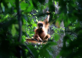 Banjir Aceh dan Kerusakan Stasiun Penelitian Orangutan Tua