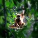 Banjir Aceh dan Kerusakan Stasiun Penelitian Orangutan Tua