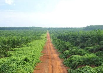 Pohon yang Dulu Diabaikan Warga Kini Mendapat Perhatian Besar